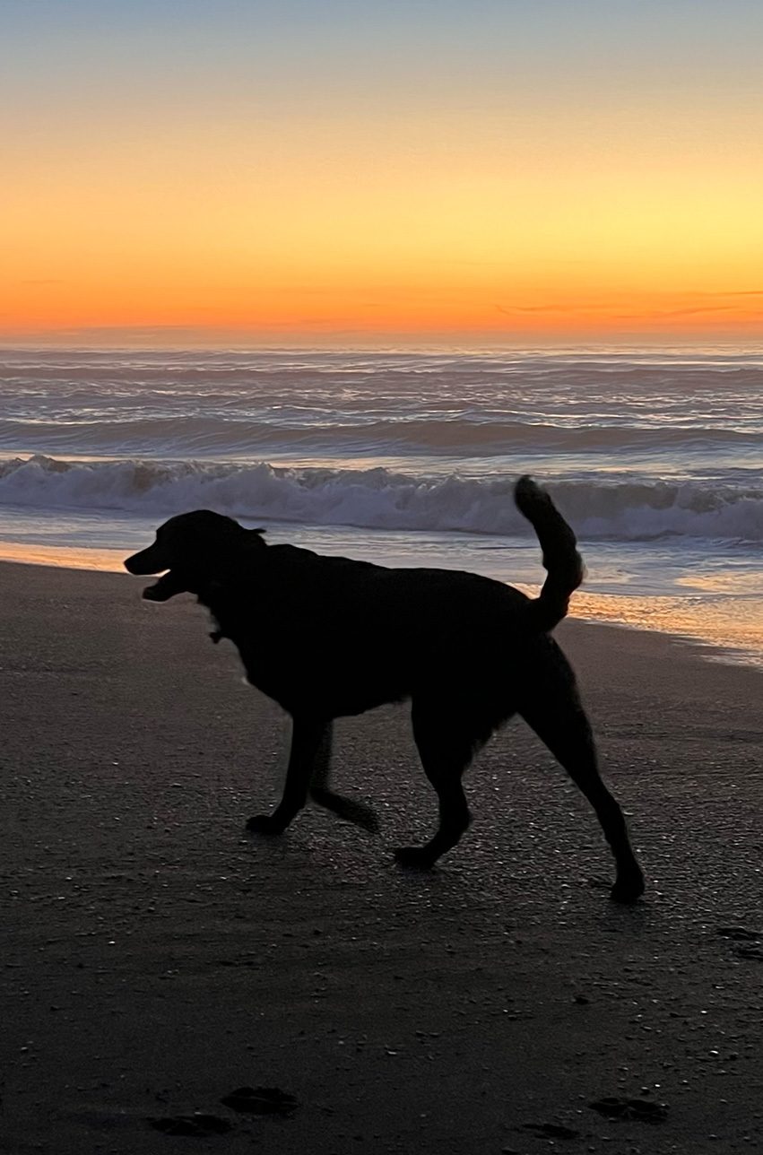 dog on beach